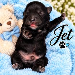 Jet - Black male Shihpoo puppy in Cooper City, Florida from Jenny La Bone