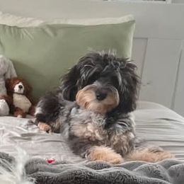 Aussiedoodle, Miniature Australian Shepherd, and Toy Australian Shepherd All Grown Up from Cotton Country Kennels