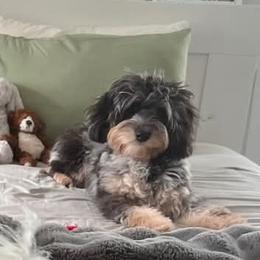 Aussiedoodle, Miniature Australian Shepherd, and Toy Australian Shepherd All Grown Up from Cotton Country Kennels