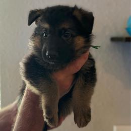 Nitro - Black and tan male German Shepherd puppy in Florida from Best Shepherds