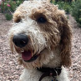 Goldendoodles and Golden Retrievers from Brooke Bradley
