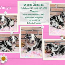 Vanya - Blue merle female Australian Shepherd puppy in Asheboro, North Carolina from Stellar Aussies