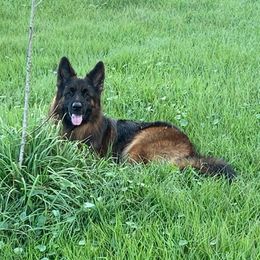 German Shepherds from Vom Toplikar