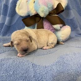 Ms. Brown - Cream female Goldendoodle puppy in Blue Springs, Missouri from Farmstead 51
