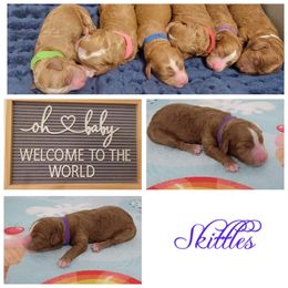 Australian Labradoodle Puppies from Lindsey's Loving Labradoodles