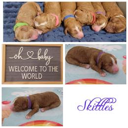 Australian Labradoodle Puppies from Lindsey's Loving Labradoodles