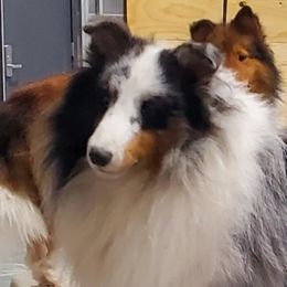 Drama - Shetland Sheepdog