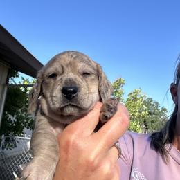 Dachshund Puppies from King Funny Farm