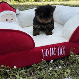 Tiny Princess 1.9 pounds - Black and gold female Yorkshire Terrier puppy in North Naples, Florida from Moon Ranch Puppies