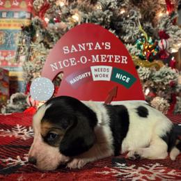 Selena 2700.00 - Black brown and white female Basset Hound puppy in Denison, Texas from Emma Lou's Baby Bassets