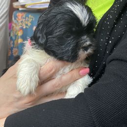 Girl 2 - Shih Tzu puppy in Ellicott City, Maryland from Dr. Dmitriy Kurenbin PURE SHIH TZU Puppies