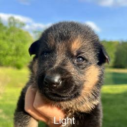 Baby blue - Black and tan female German Shepherd puppy in Grand Rivers, Kentucky from Von Frieden German Shepherds LLC