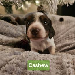 Boy 3 - male Dachshund puppy in Saginaw, Michigan from Emily Humpert