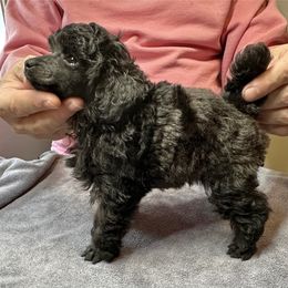 AKC CH Champion sired OSCAR DNA Tested OFA certified lines - Black male Poodle puppy in Jacksonville, Alabama from Abounding Poodles