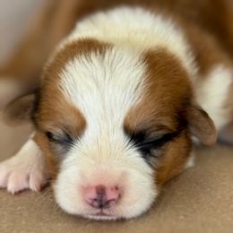 Boy 1 - Fawn male Pembroke Welsh Corgi puppy in Huntington Beach, California from Gingerbread