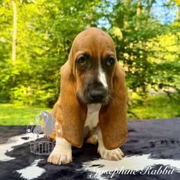 Josephine Rabbit - Mahogany and white female Basset Hound puppy in Dingess, West Virginia from Tuckers' Howling Hounds