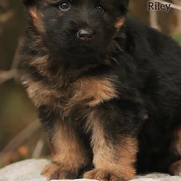 Riley - Black and red female German Shepherd puppy in Herriman, Utah from VMS Shepherds