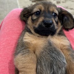 Dachshund Puppies from Pigeon Hill Dachshunds