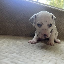 Maple - White and liver brown female Dalmatian puppy in Fort Walton Beach, Alabama from Kasens Dalmatians