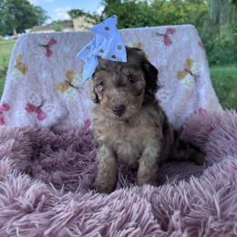 Rosie (Black) - Chocolate merle female Bernedoodle puppy in Rising Sun, Indiana from Ruby Lane Doodles