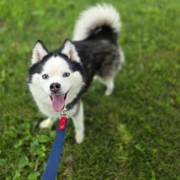 Tobi - Black and white male Pomsky puppy in Mc Callsburg, Iowa from SZ Rolling Acres LLC