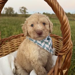 Dorian - Cream male Labradoodle puppy in Watertown, Tennessee from PawfectBud