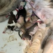 Borzoi Puppies from Chase N' Dreamz Borzoi