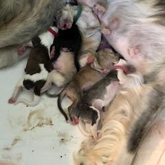 Borzoi Puppies from Chase N' Dreamz Borzoi