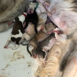 Borzoi Puppies from Chase N' Dreamz Borzoi