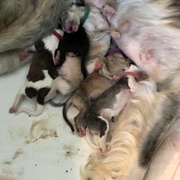 Borzoi Puppies from Chase N' Dreamz Borzoi