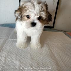 Leo - Gold and white male Shorkie puppy in Boca Raton, Florida from Tina-Marie's Pups