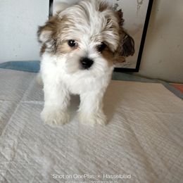 Leo - Gold and white male Shorkie puppy in Boca Raton, Florida from Tina-Marie's Pups