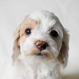 Pearl - Buff and white female Cockapoo puppy in Ellensburg, Washington from Dawn to Dusk Cockapoos