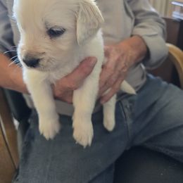 Gunner  (Boy 1) - Light golden male Golden Retriever puppy in Elizabeth, Colorado from Blazing Star Goldens