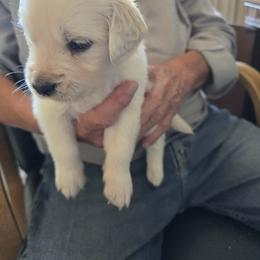 Gunner  (Boy 1) - Light golden male Golden Retriever puppy in Elizabeth, Colorado from Blazing Star Goldens
