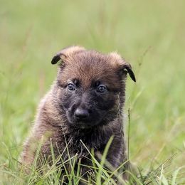 German Shepherd Puppies from Von Gonta Haus German Shepherds