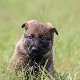 German Shepherd Puppies from Von Gonta Haus German Shepherds