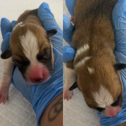 Boston (AKC) - Red male Pembroke Welsh Corgi puppy in Loma Linda, California from Osorio’s Corgis