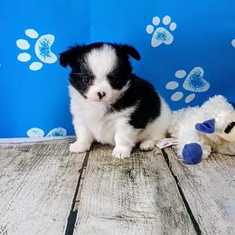 Bandit - Black and white male Chihuahua puppy in Redding, California from Akc ivy league chihuahua .  Com