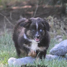 Miniature Australian Shepherd and Toy Australian Shepherd Puppies from Sapphire Stables