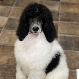 Moonie - Poodle puppy in Bristol, Virginia from Schrute Farms Standard Poodles