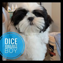 Dice - Black and white male Shih Tzu puppy in Orient, Ohio from Forever Friends Shih-Tzu