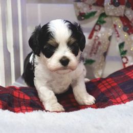 Adam - Tri-color male Cavapoo puppy in Green Forest, Arkansas from Horseshoe Drive Kennel