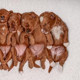 Australian Labradoodle Puppies from Swinging Gate Labradoodles