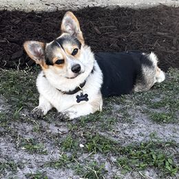 Mochi - Pembroke Welsh Corgi