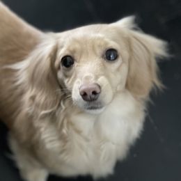Pacific - Dachshund