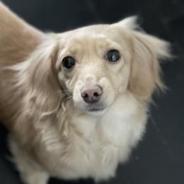 Pacific - Dachshund