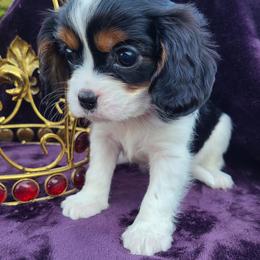 Boy 4 - male Cavalier King Charles Spaniel puppy in Antlers, Oklahoma from Stephenson Celtic Cavaliers