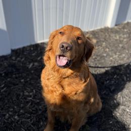 Rae - Golden Retriever