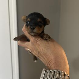 Bree - Blue and gold female Yorkshire Terrier puppy in Hot Springs, Arkansas from Weslynn Kennels